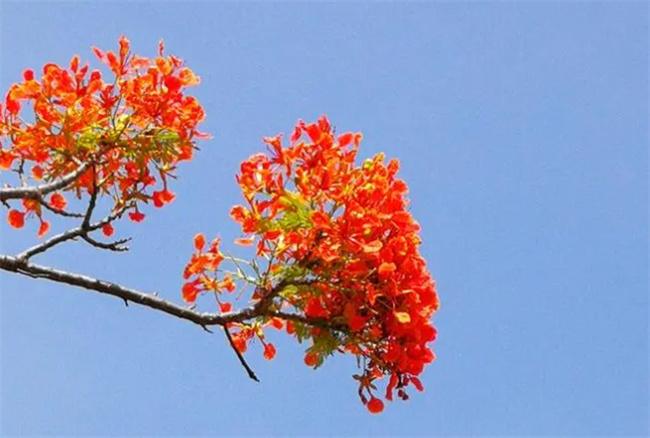 ​凤凰花花语凤凰花花语象征与寓意(凤凰花的花语和寓意)