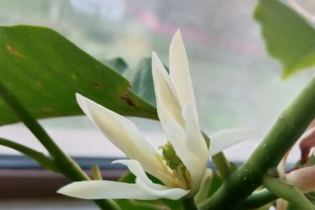 玉兰花蒸鸡蛋的作用