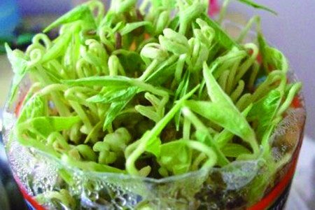 绿豆怎么发芽最快又好的建议