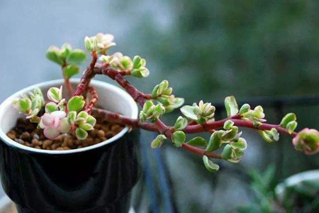 金枝玉叶摆放禁忌有哪些风水讲究