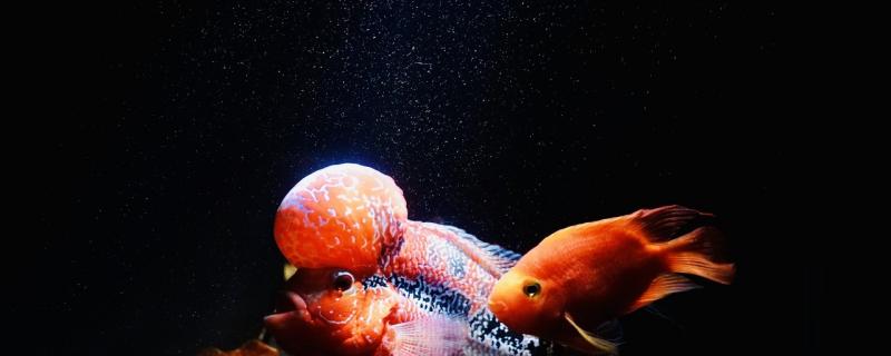 罗汉鱼多长时间起头怎么才能起头(罗汉鱼几厘米开始起头)