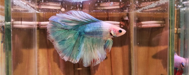 鱼缸ph值低怎么办什么鱼适合养在酸性水中(鱼缸ph值低的原因是什么)