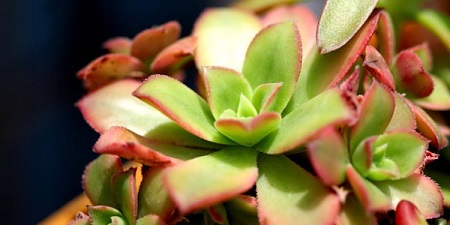 适合冬天种的多肉