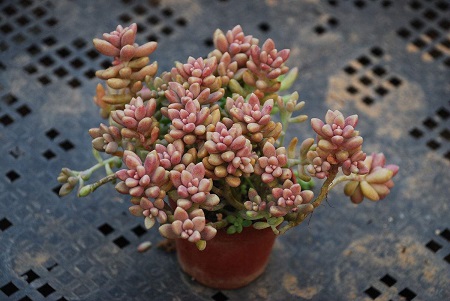 适合冬天种的多肉