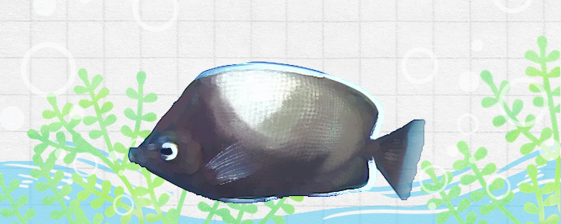 复活岛蝶好养吗怎么养(复活岛新手 小说合集)