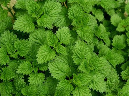 薄荷种子催芽后怎么种盆里