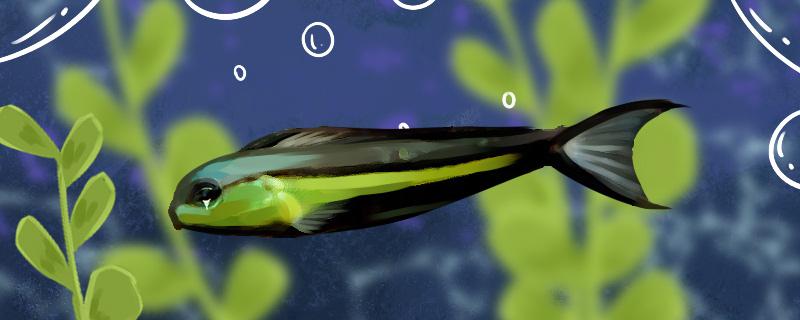 班度鳚好养吗怎么养(班迪百度百科)