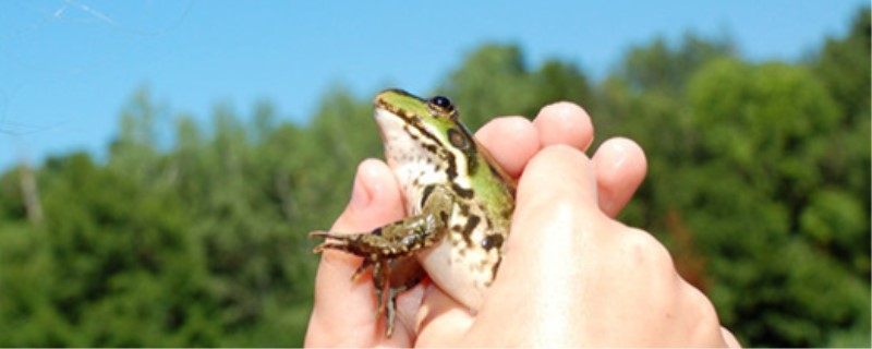 青蛙可以在水里生活吗可以在水中呼吸吗(青蛙可以用除肺之外的什么器官呼吸)