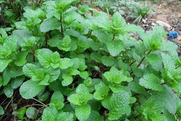 薄荷种子怎么催芽(薄荷种子催芽后怎么种盆里)