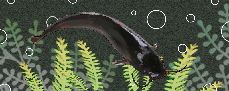 钳鱼有小刺吗有毒吗(钳鱼有小刺吗有毒吗图片)