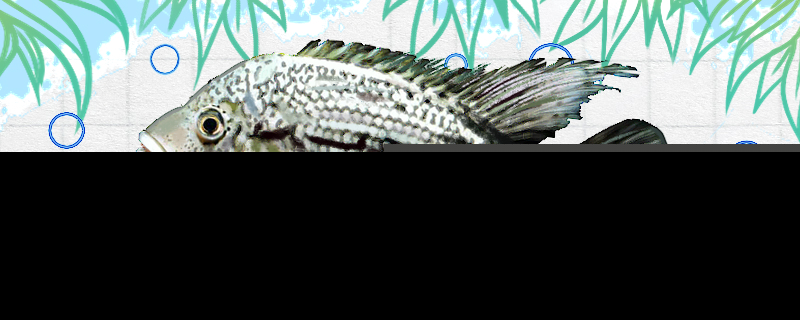 海地野人鱼好养吗怎么养(海地野人鱼好养吗怎么养的)