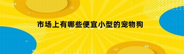 市场上有哪些便宜小型的宠物狗(便宜小型犬品种大全)