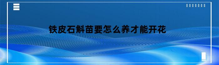 铁皮石斛苗要怎么养才能开花(铁皮石斛苗是什么样子)