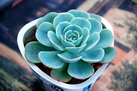 适合冬天种的多肉