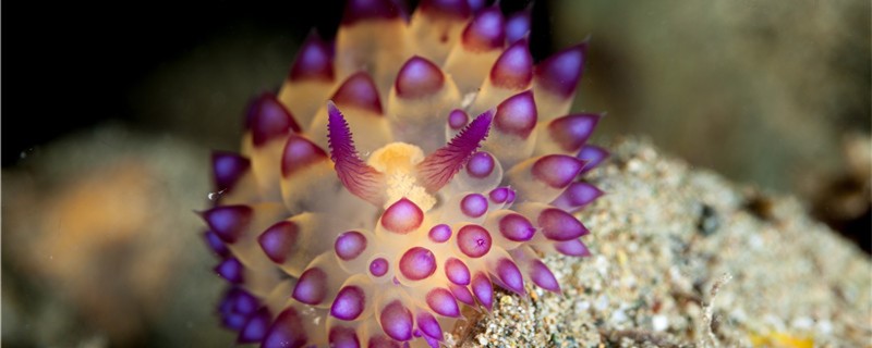 海蛞蝓有毒吗可以摸吗(海螵蛸有什么药效)