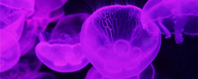 水母能养吗怎么养殖