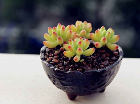 适合冬天种的多肉