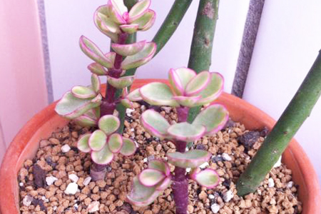 金枝玉叶摆放禁忌有哪些风水讲究