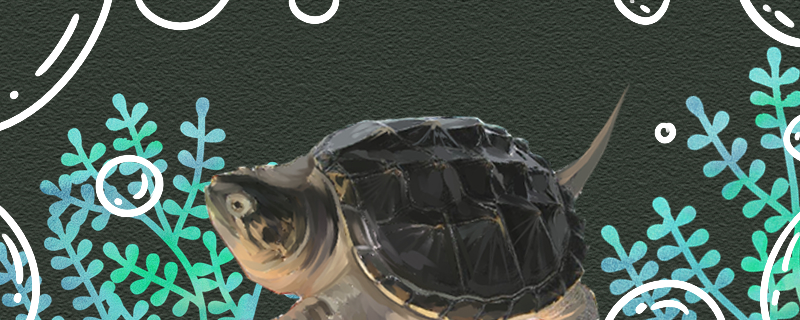 鳄龟能长多大多大可以吃小鱼(鳄龟多大才能吃小鱼)