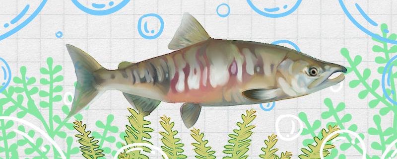 马哈鱼有鳞吗有刺吗(马哈鱼有没有刺)