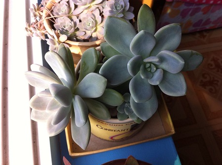 适合冬天种的多肉