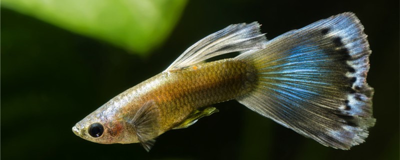 孔雀鱼常见病有哪些怎么防治(孔雀鱼病及治疗方法)