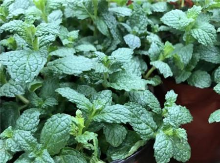 薄荷种子催芽后怎么种盆里