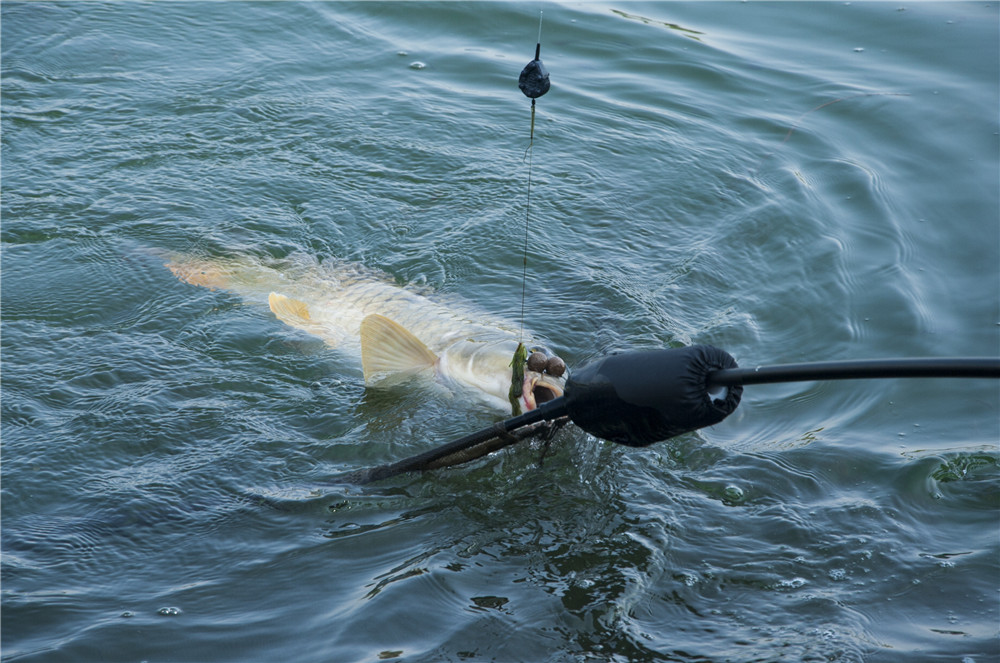 钓鲤鱼得最佳季节