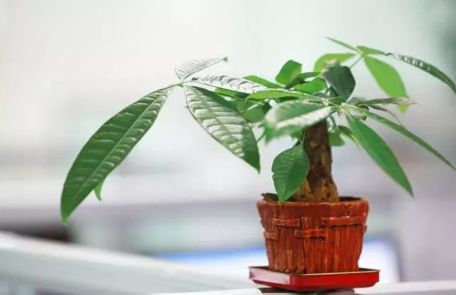 现在这个时候最适合施肥抓紧机会让你的花根壮叶绿(什么时候开始施肥)