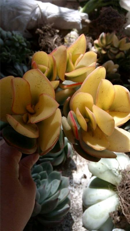 花月锦叶片部分干枯