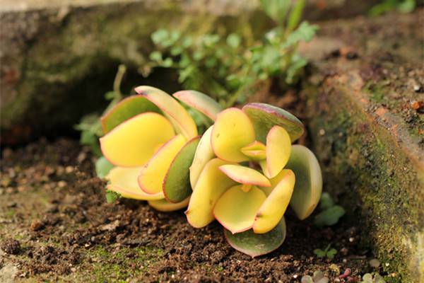 花月锦烂根怎么办烂根了补救处理方法(花月锦叶片部分干枯)