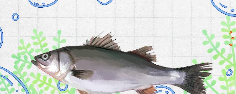 鲈鱼和海鲈鱼一样吗有什么区别(鲈鱼和海鲈鱼是一样的吗)