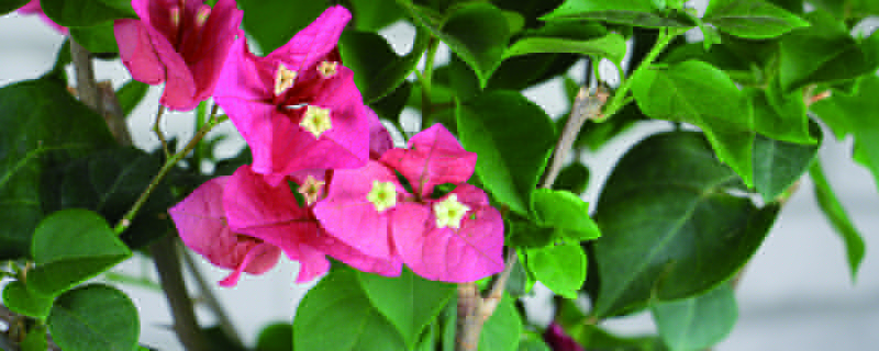 换盆后三角梅浇多少水(三角梅换盆后浇水太多了怎么办?)