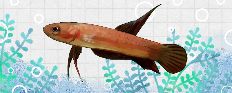 卢提兰斯原斗鱼好养吗怎么养(卢提兰斯原斗鱼好养吗怎么养活)