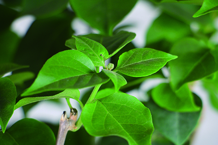 三角梅换盆后浇水太多了怎么办?