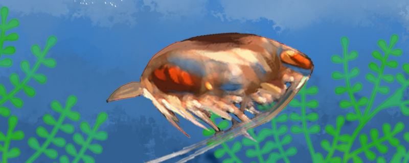 水蚤多少时间繁殖一代冬天还会繁殖吗(水蚤的繁殖和生长周期)