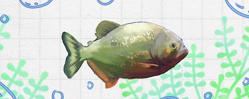 红食人鲳好养吗怎么养(红腹食人鲳怎么养)