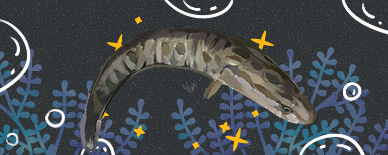 黑鱼有毒吗小刺有毒吗(黑鱼的刺多不多?营养)