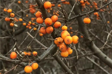 沙棘的栽培技术要点