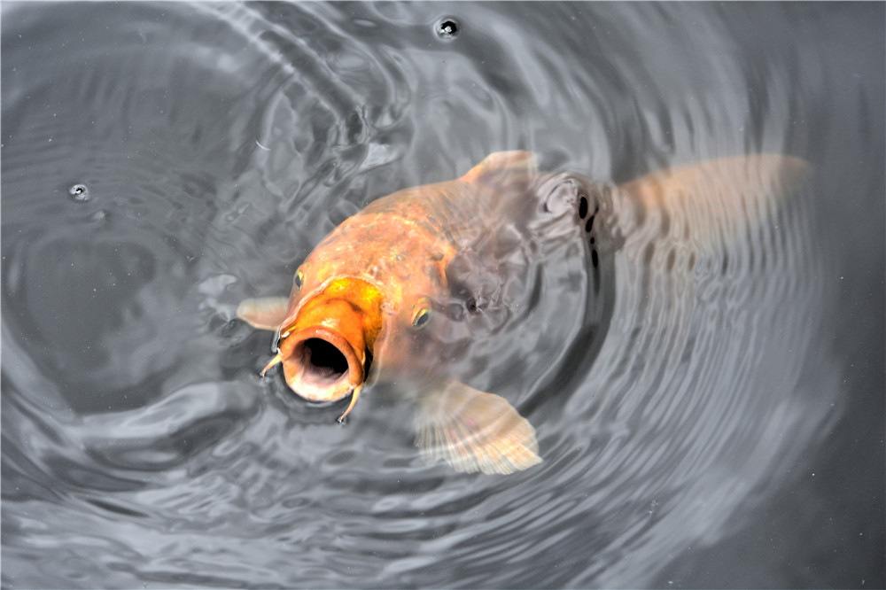 钓鲤鱼得最佳季节