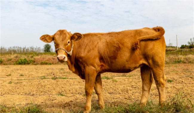 动物尾巴的用处教案反思