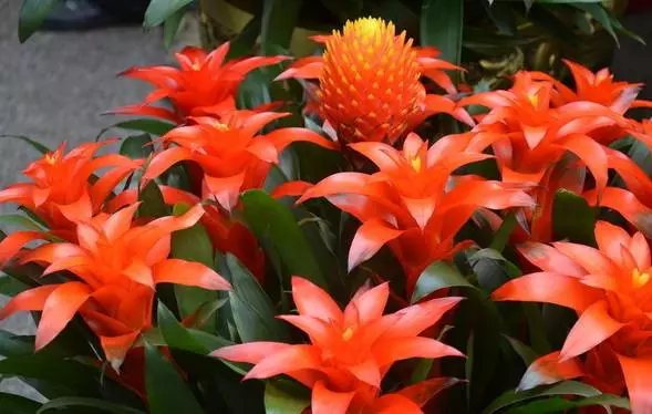 什么时候开始施肥