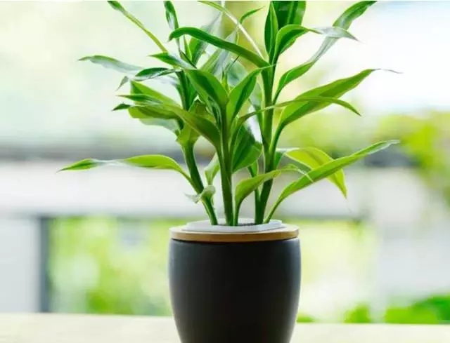 什么时候开始施肥