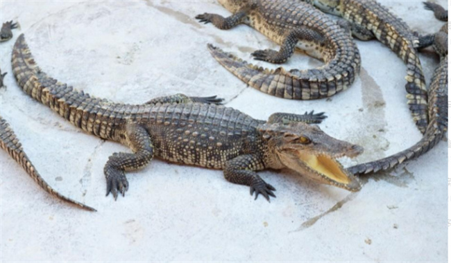 动物尾巴的用处教案反思