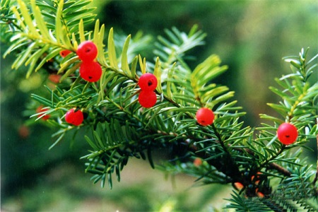 红豆杉如何养活