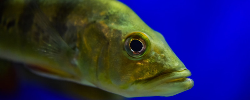 硬骨鱼和软骨鱼的区别硬骨鱼和软骨鱼有哪些不同(硬骨鱼与软骨鱼)