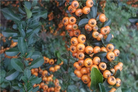 沙棘的栽培技术要点