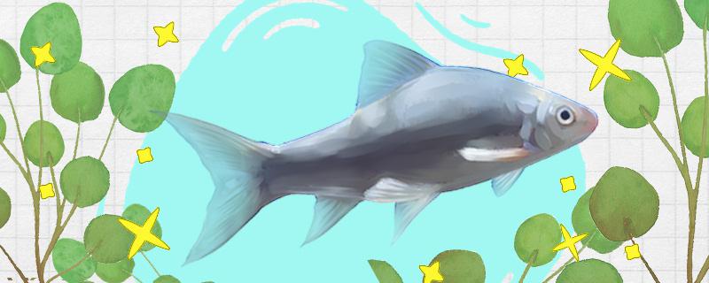 鲮鱼能长多大能活多久(魟鱼能长多大)