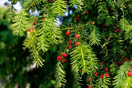 红豆杉如何养活