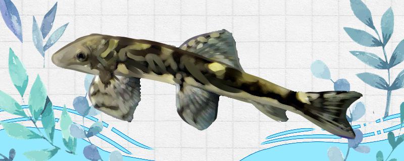 原缨口鳅好养吗怎么养(原缨口鳅好养吗怎么养的)